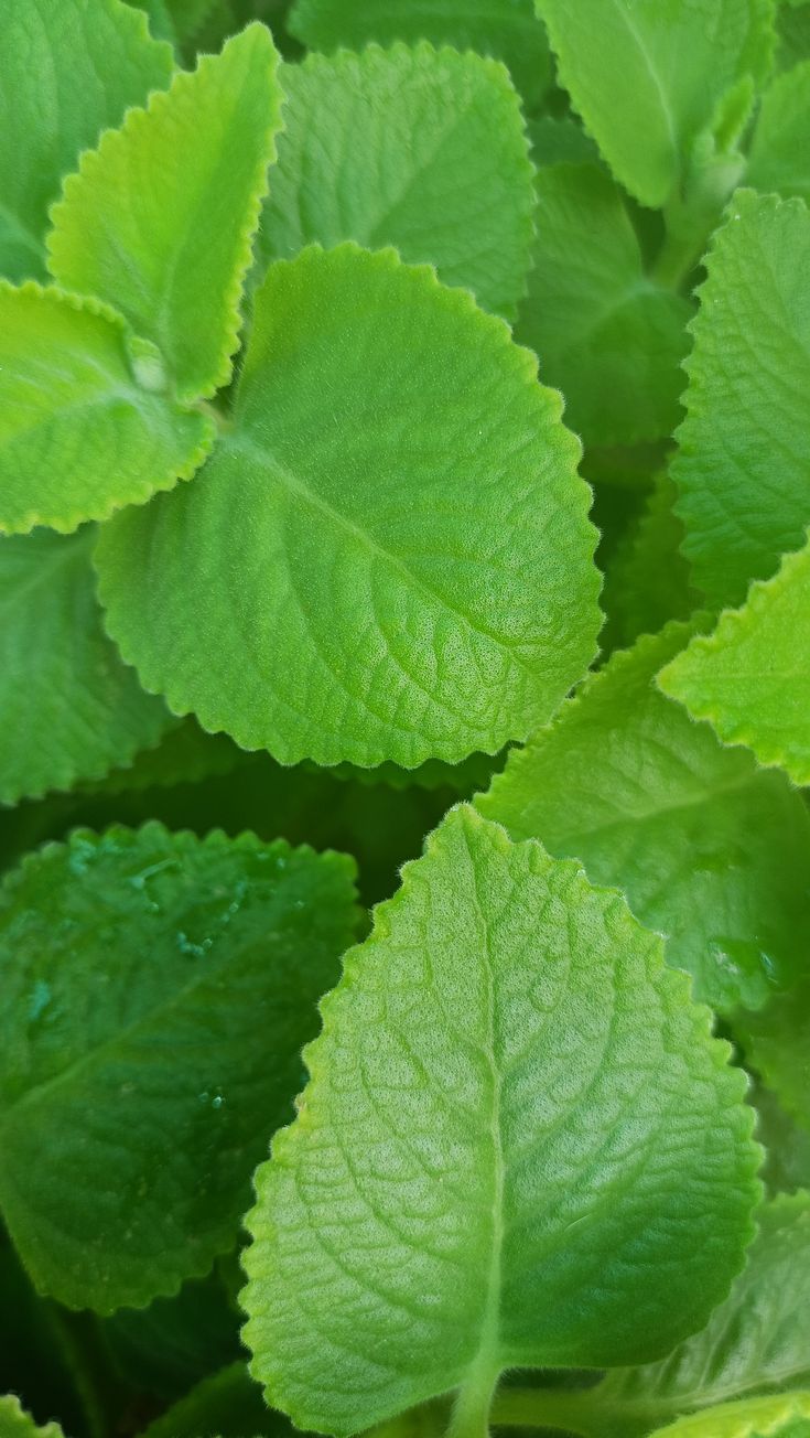 Premium ajwa dates product